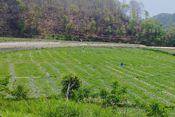 सुरौदी खोला कटान: वर्षौंदेखि चुनावी मुद्दा, पीडितका समस्या उस्तै